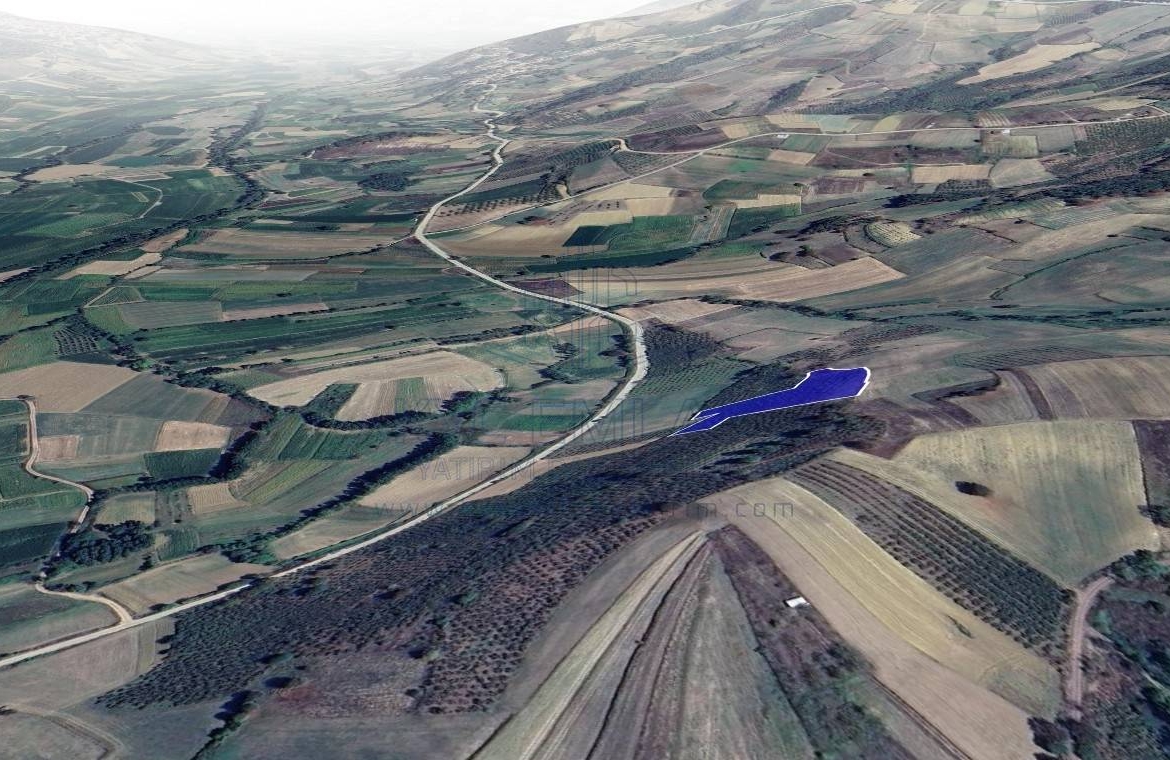 Tarla, müstakil tapulu ve krediye uygun, yatırım fırsatı sunuyor.